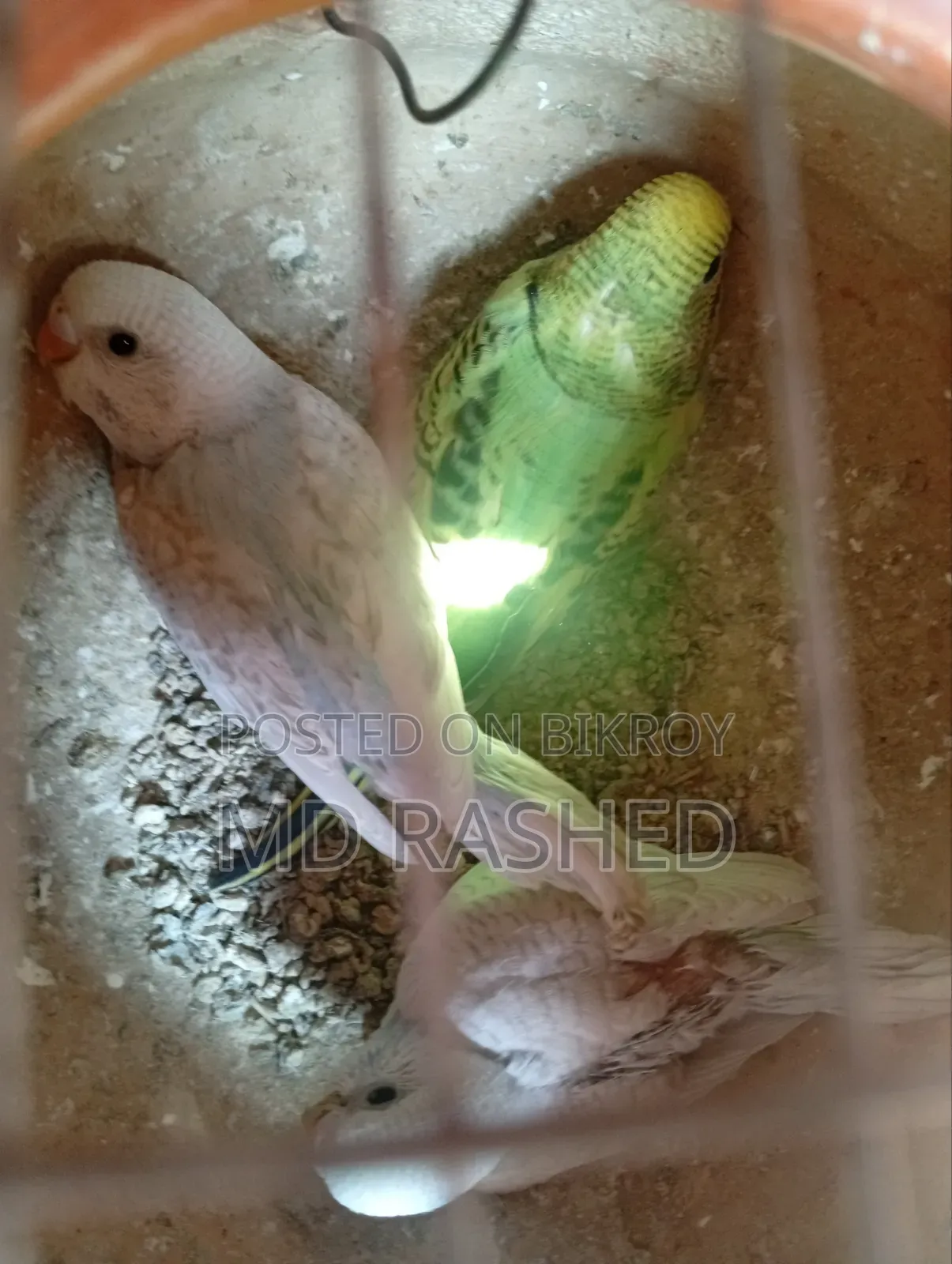 Budgie Bird