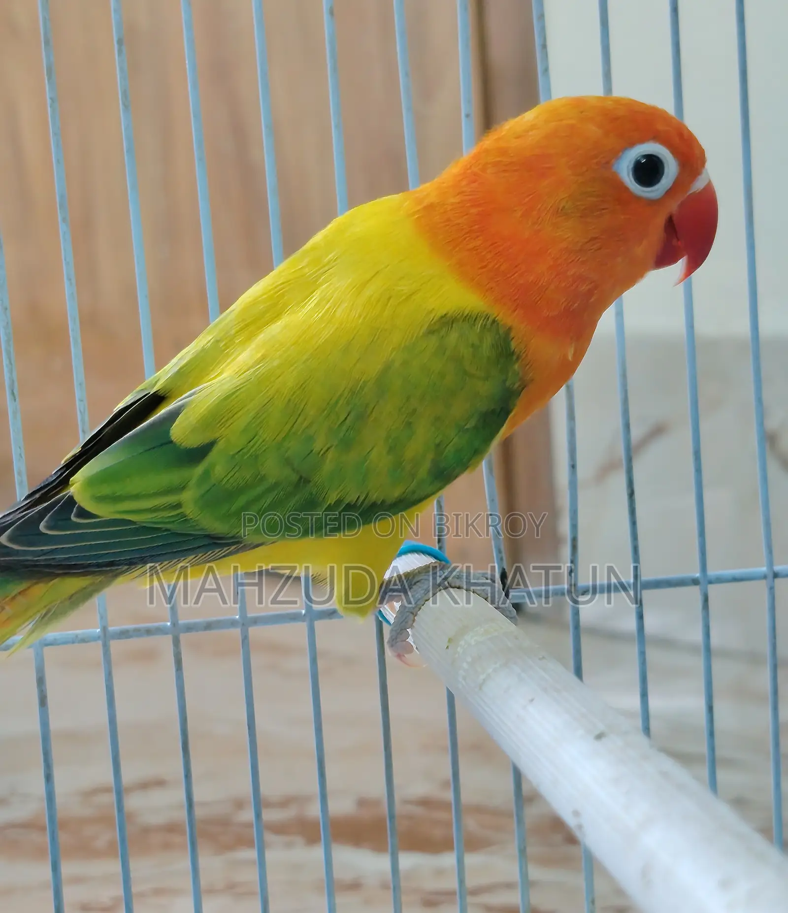 Very High Mutation Love Bird- Green Euwing Opaline
