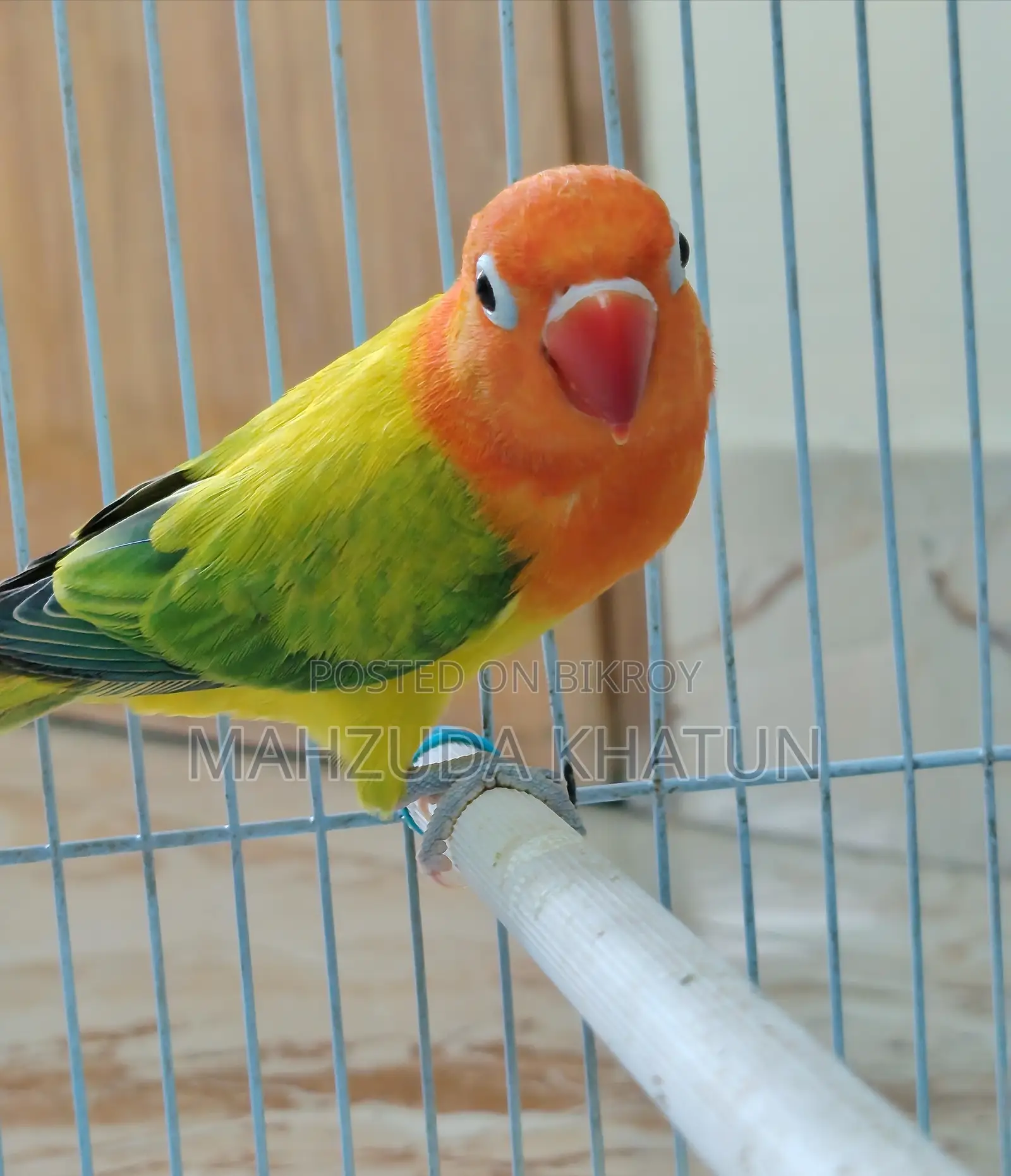 Very High Mutation Love Bird- Green Euwing Opaline