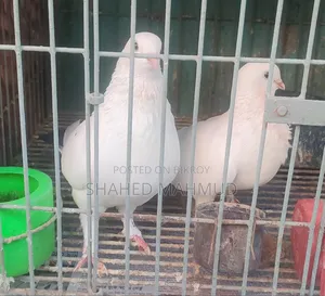 A Pair of Spot Spotting Will Be Sold