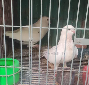 A Pair of Spot Spotting Will Be Sold