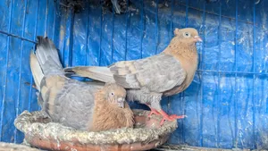 ঘিয়া চুন্নি রানিং কবুতর