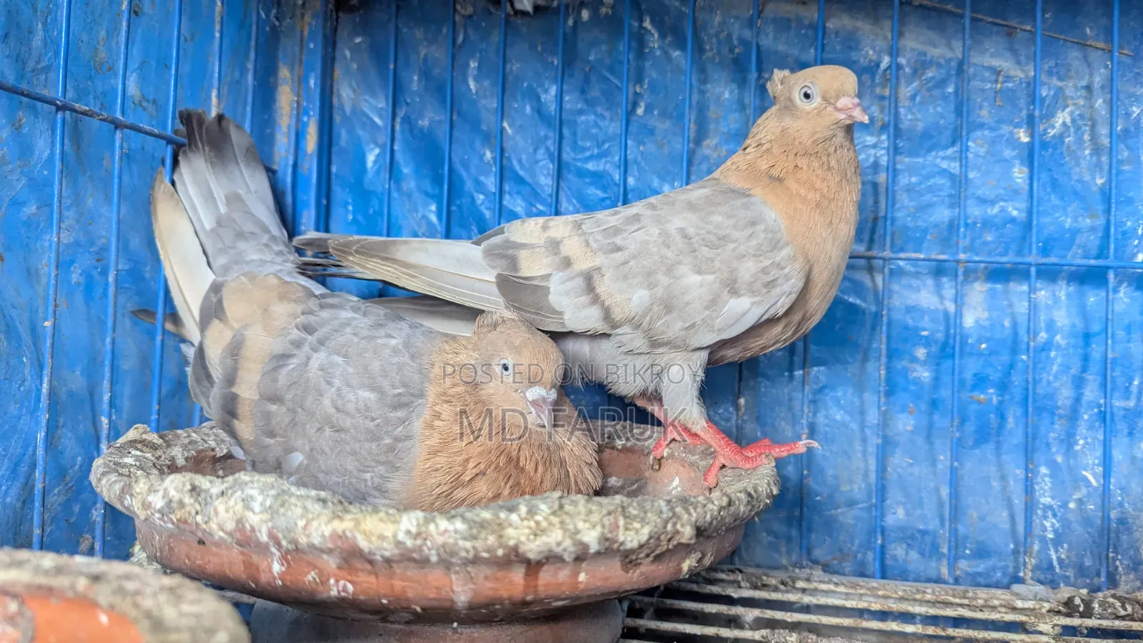 ঘিয়া চুন্নি রানিং কবুতর