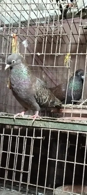 Chila Pigeon Pair