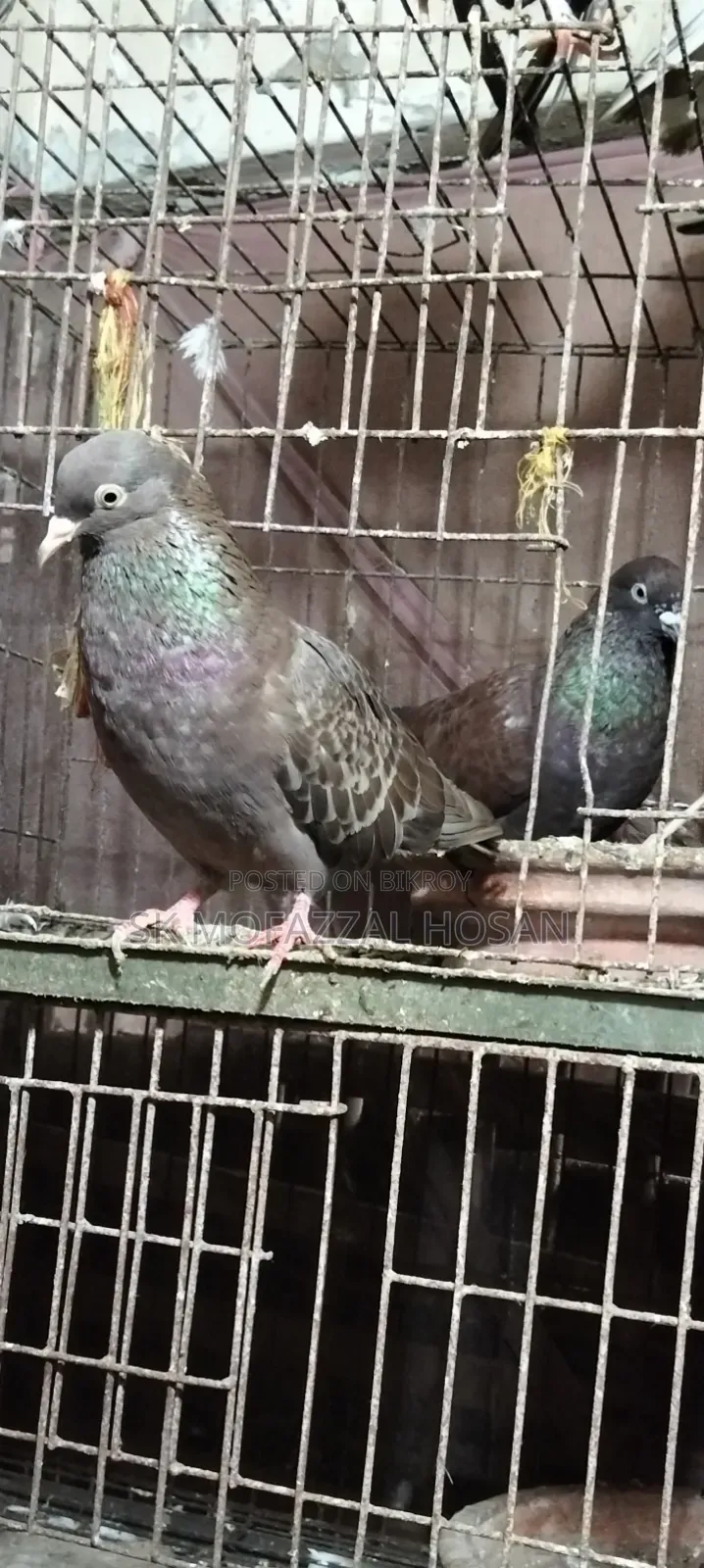 Chila Pigeon Pair