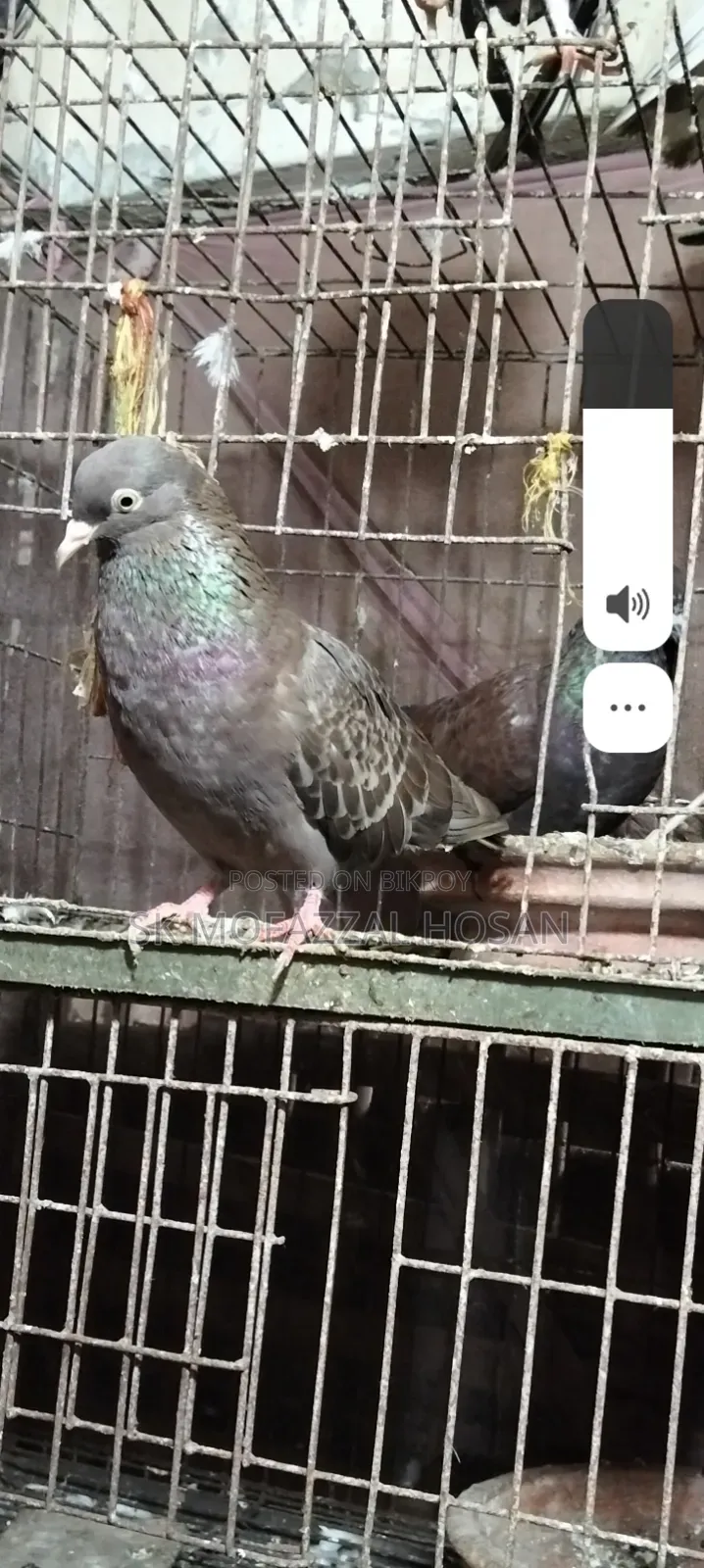 Chila Pigeon Pair