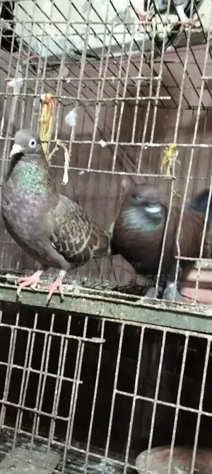 Chila Pigeon Pair