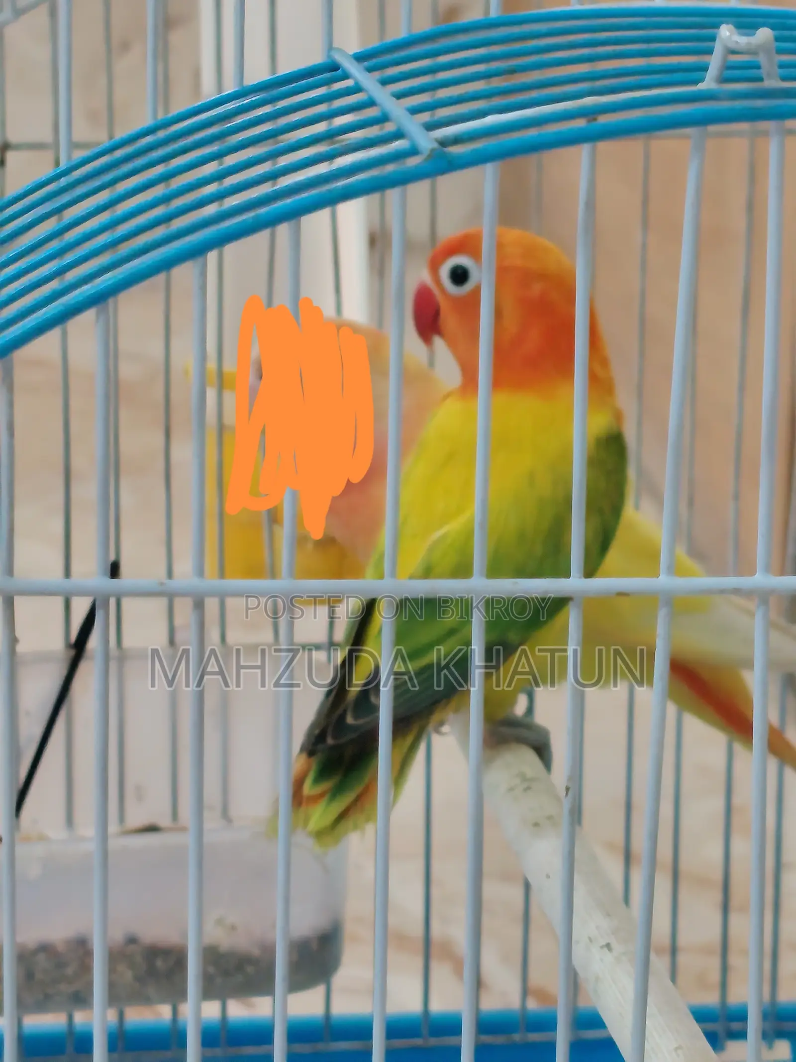 Very High Mutation Love Bird- Green Euwing Opaline
