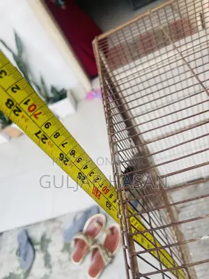 24/48 Cage