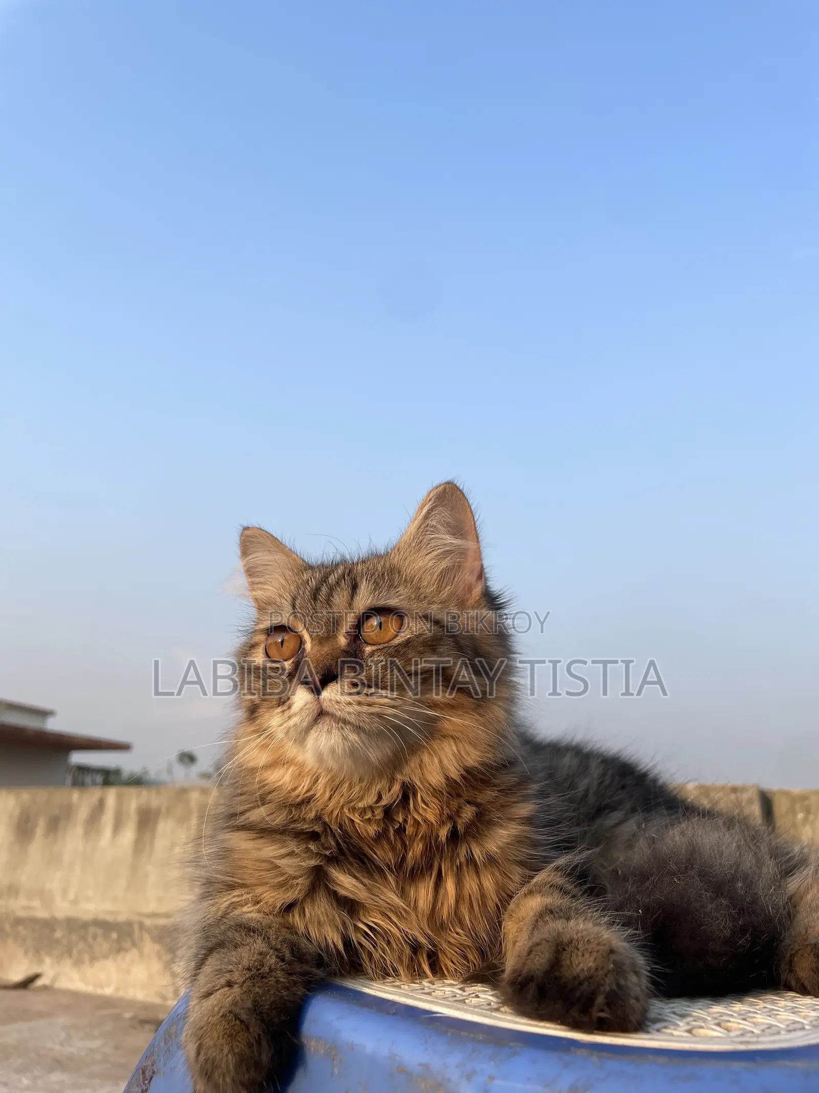 3-6 Months Male Purebred Persian Cat