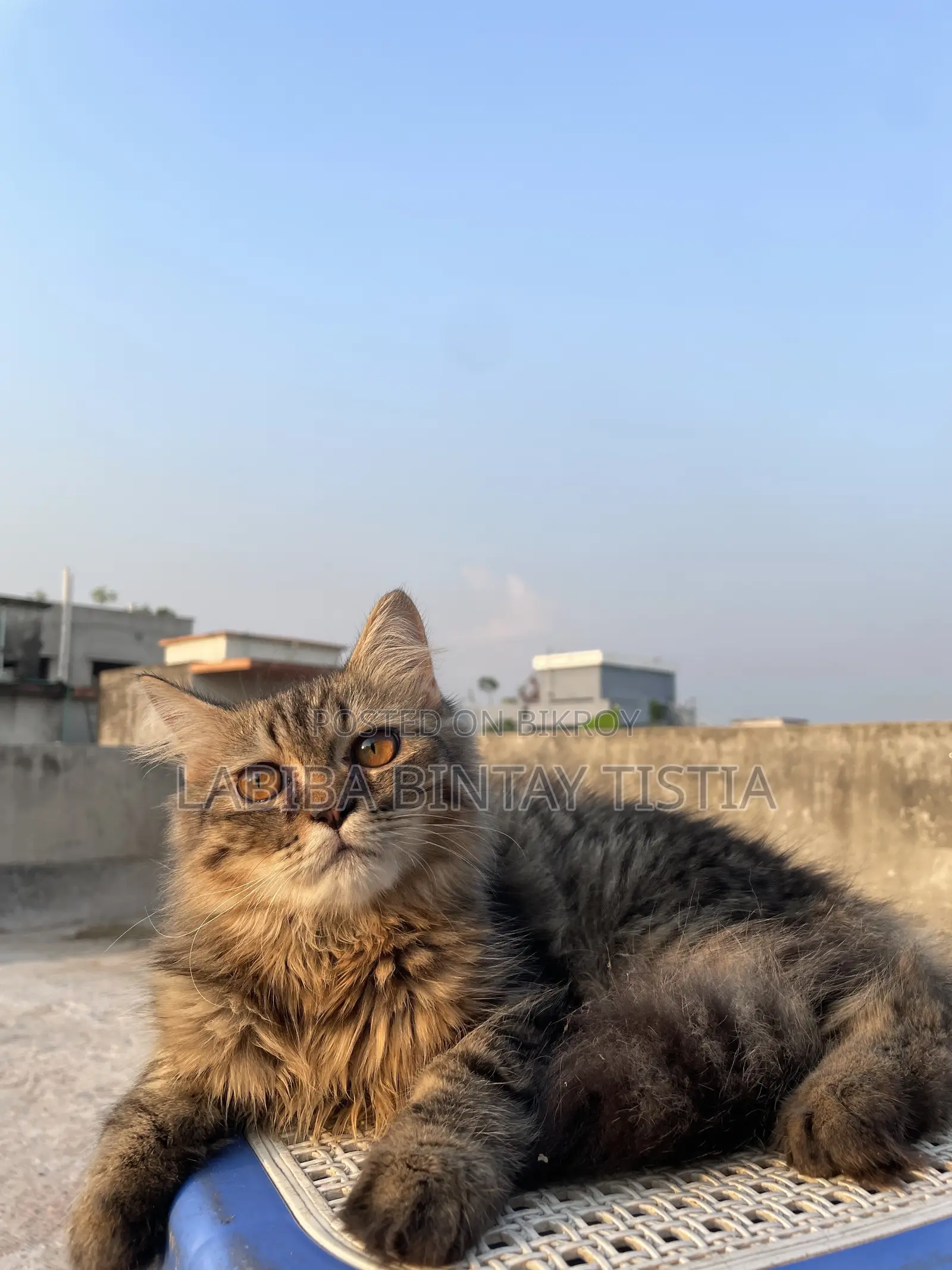 3-6 Months Male Purebred Persian Cat
