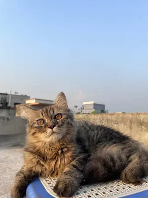 3-6 Months Male Purebred Persian Cat