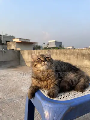 3-6 Months Male Purebred Persian Cat