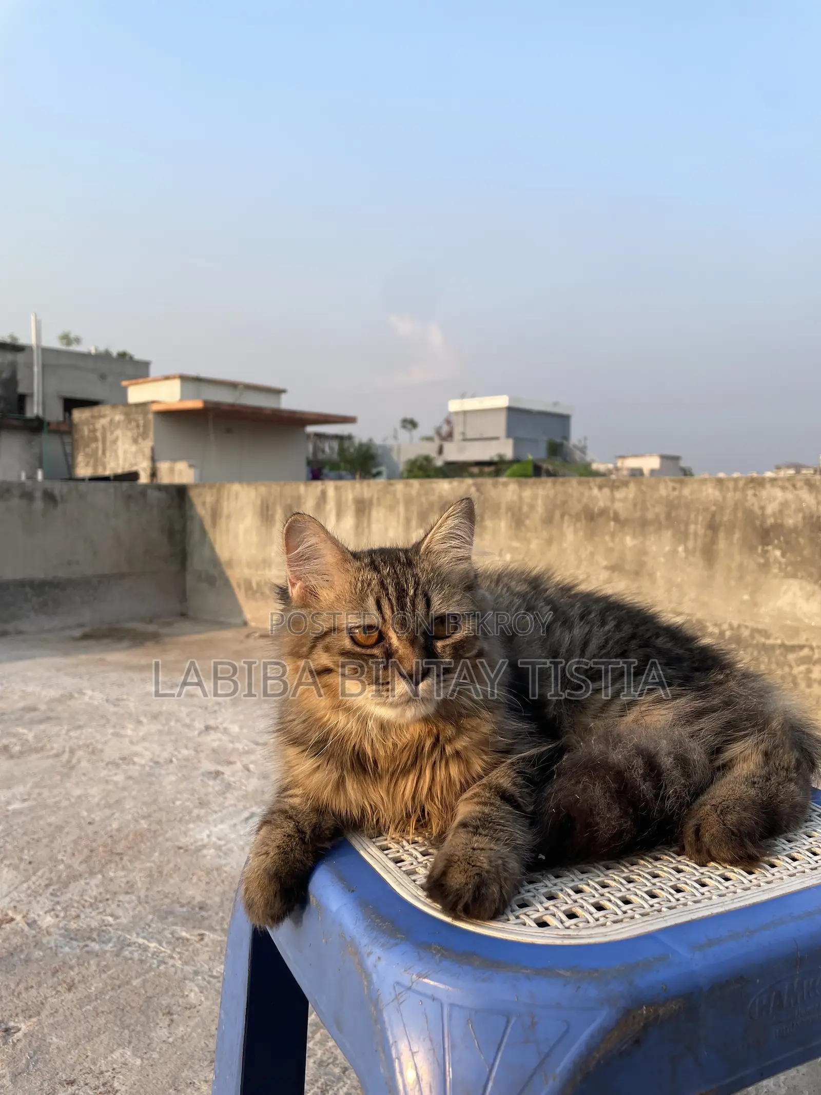 3-6 Months Male Purebred Persian Cat