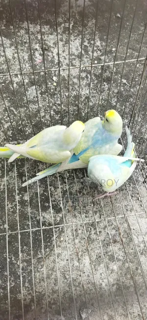 রেনবো বাজরিগার সেমি অ্যাডাল্ট