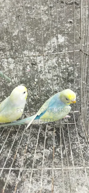 রেনবো বাজরিগার সেমি অ্যাডাল্ট