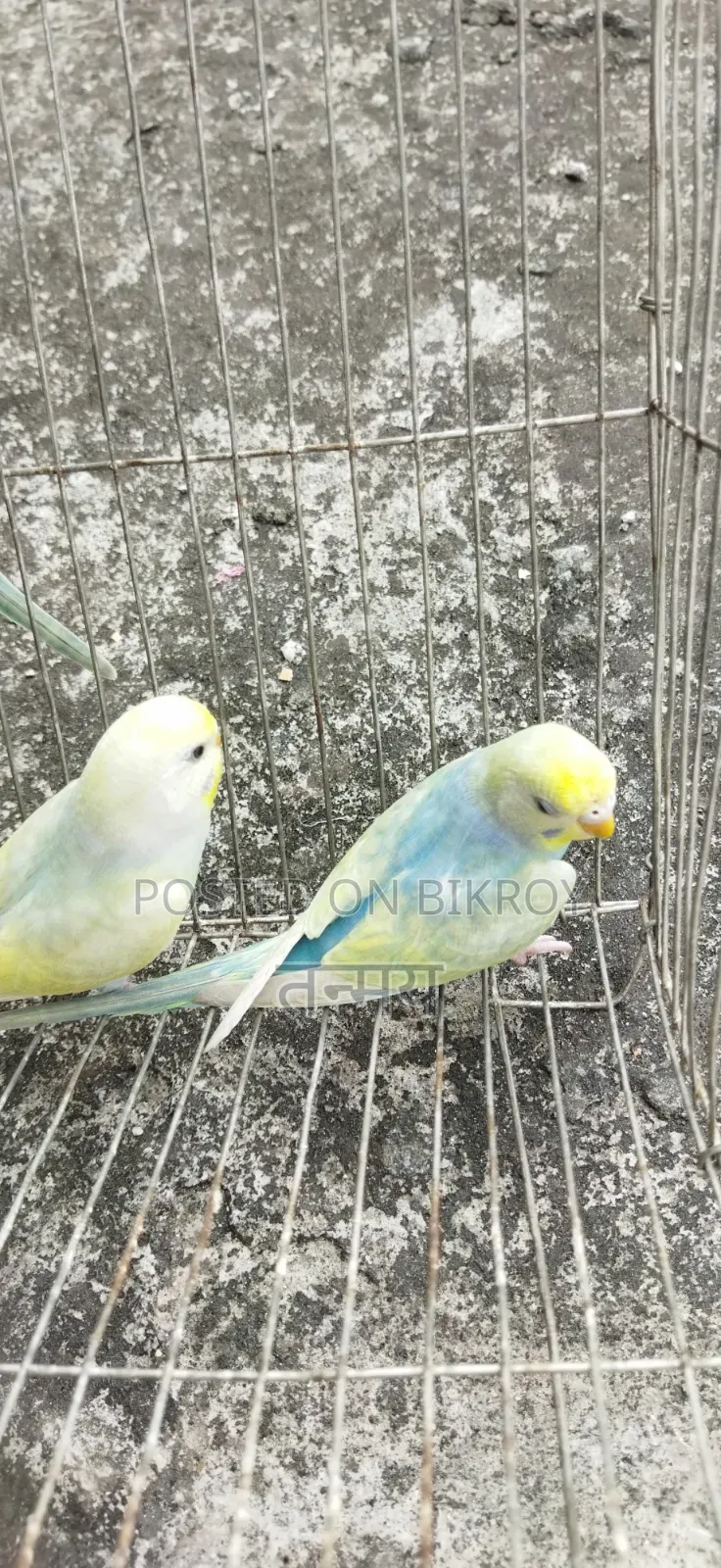 রেনবো বাজরিগার সেমি অ্যাডাল্ট
