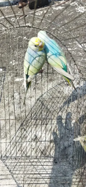 রেনবো বাজরিগার সেমি অ্যাডাল্ট