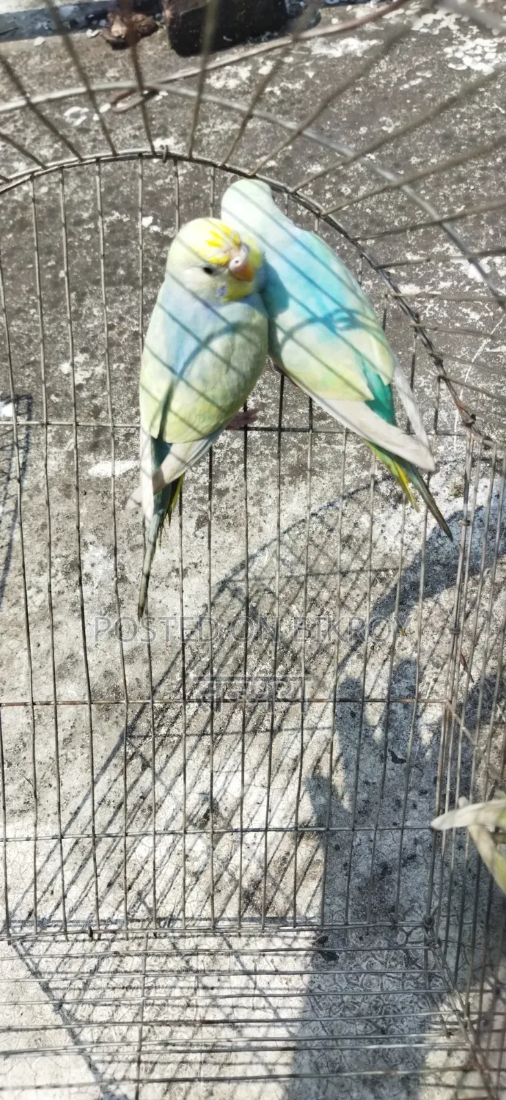 রেনবো বাজরিগার সেমি অ্যাডাল্ট