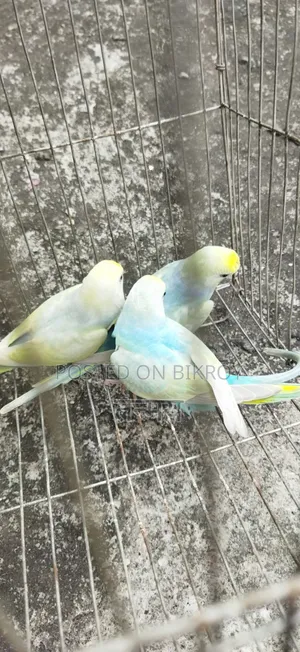 রেনবো বাজরিগার সেমি অ্যাডাল্ট