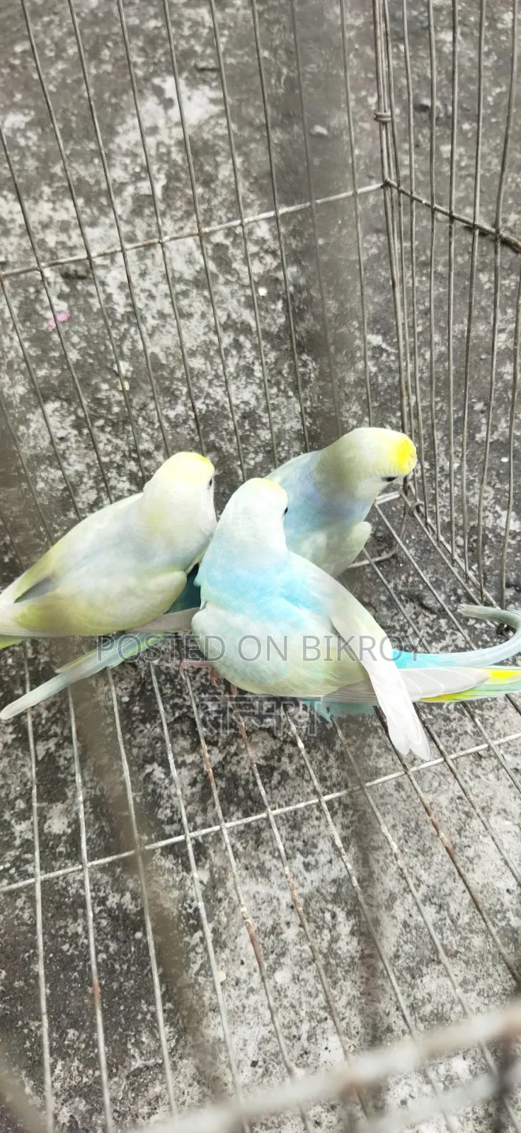 রেনবো বাজরিগার সেমি অ্যাডাল্ট