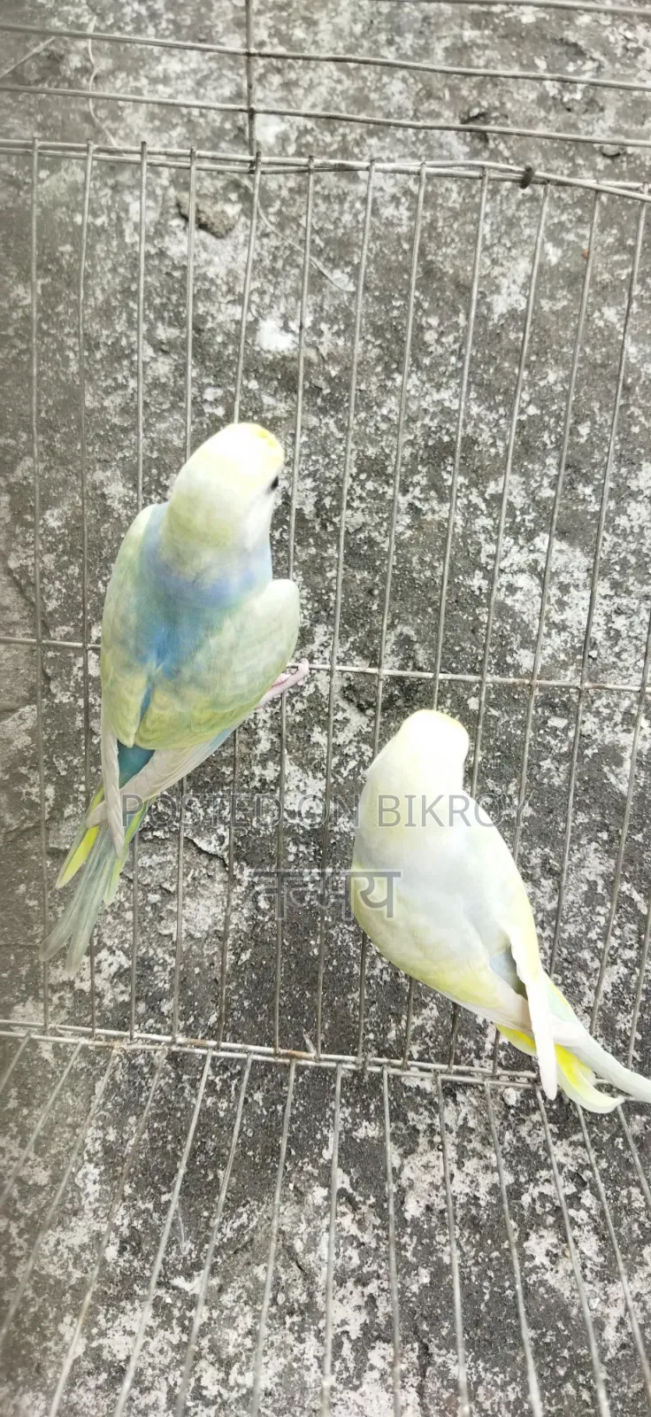 রেনবো বাজরিগার সেমি অ্যাডাল্ট