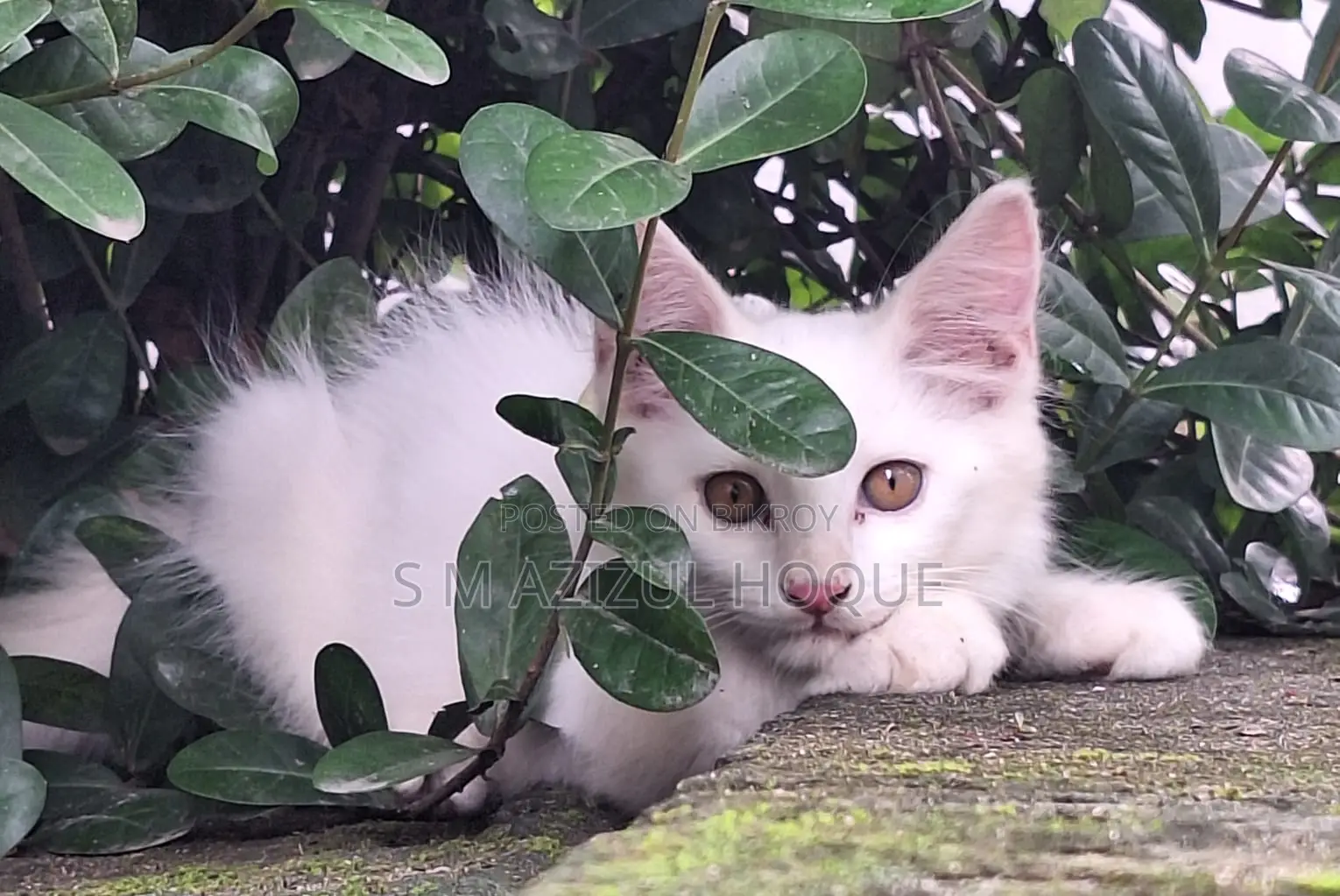3-6 months Female Mixed Breed Persian
