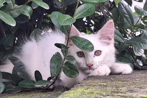 3-6 months Female Mixed Breed Persian