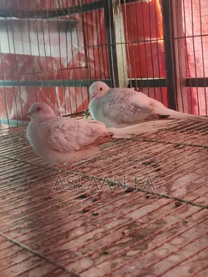 ডায়মন্ড ঘুঘু সেমি এডাল্ট ২ পিস