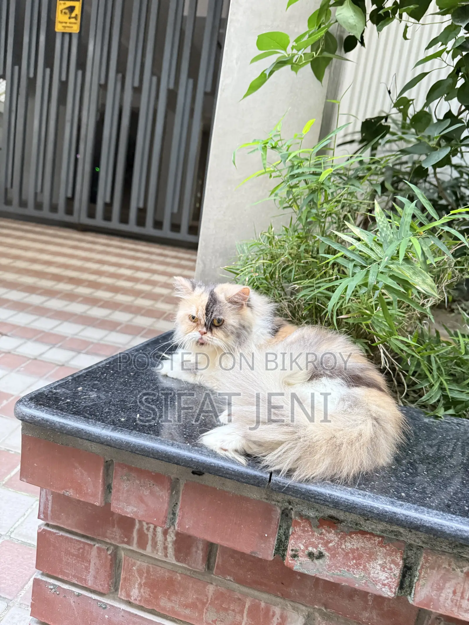 1+ year Female Purebred Persian