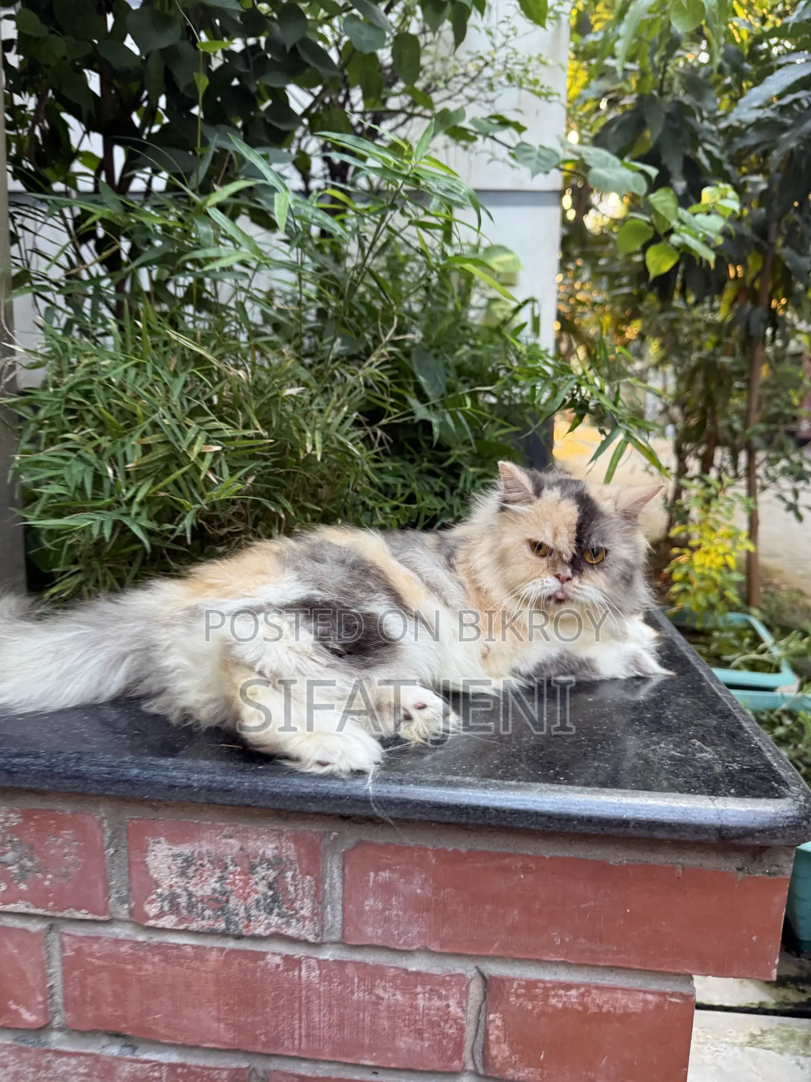1+ year Female Purebred Persian