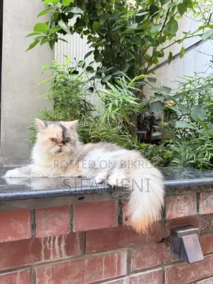 1+ year Female Purebred Persian