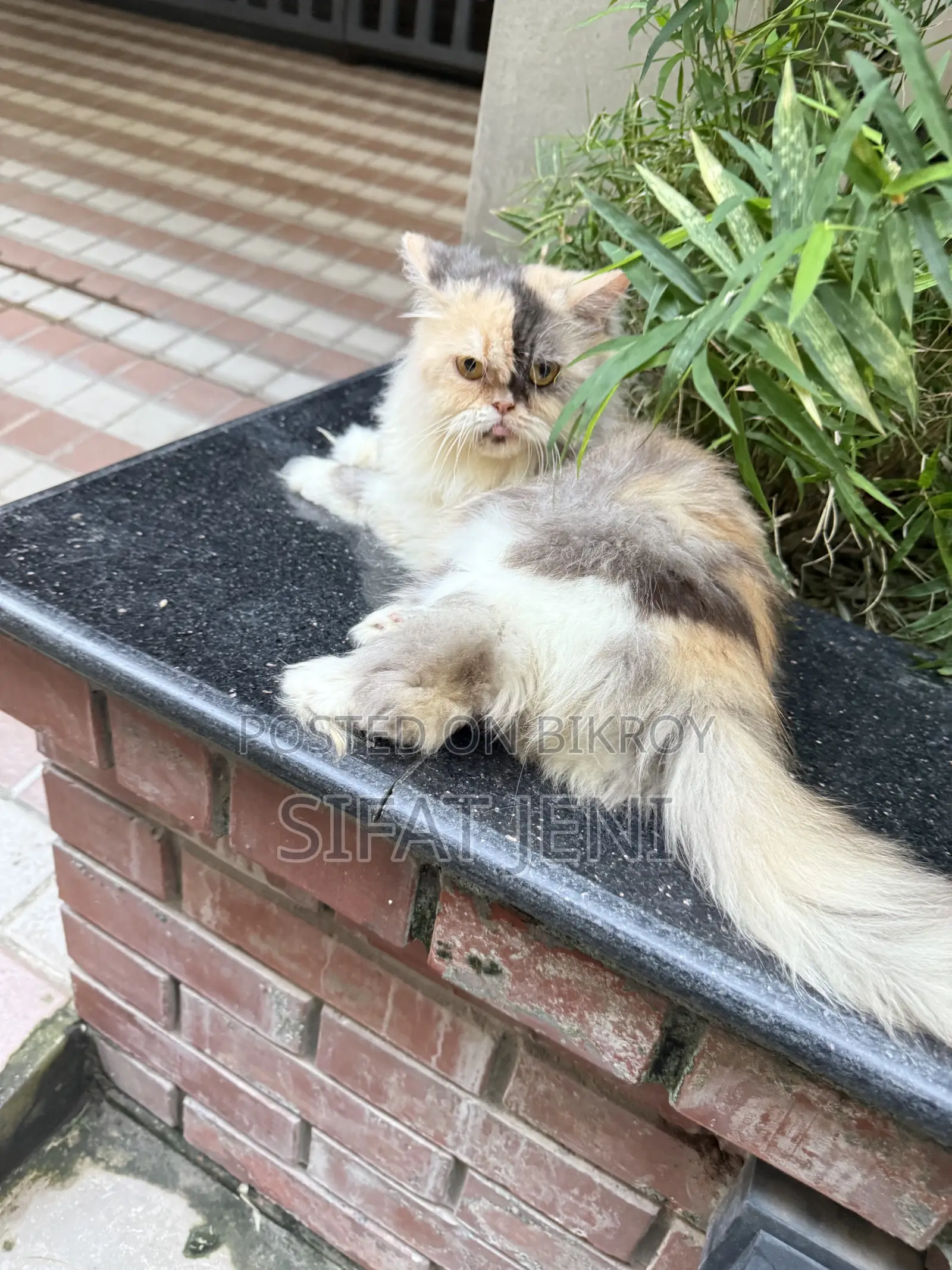 1+ year Female Purebred Persian