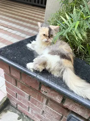 1+ year Female Purebred Persian