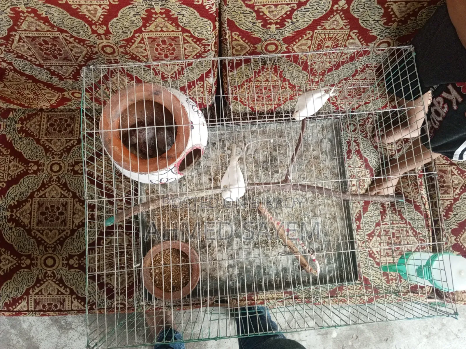 বাজিগার পাখি