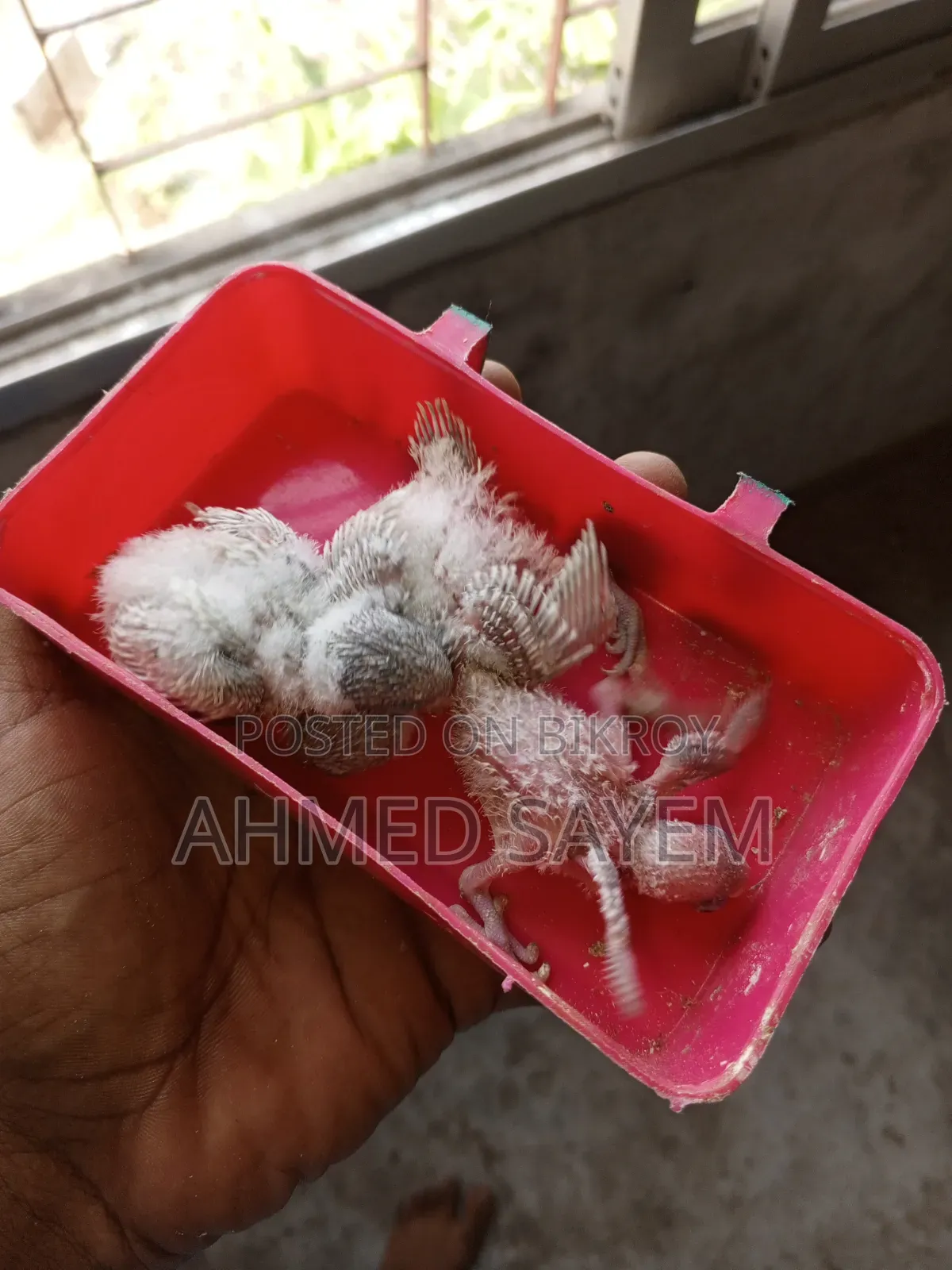 বাজিগার পাখি