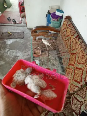 বাজিগার পাখি