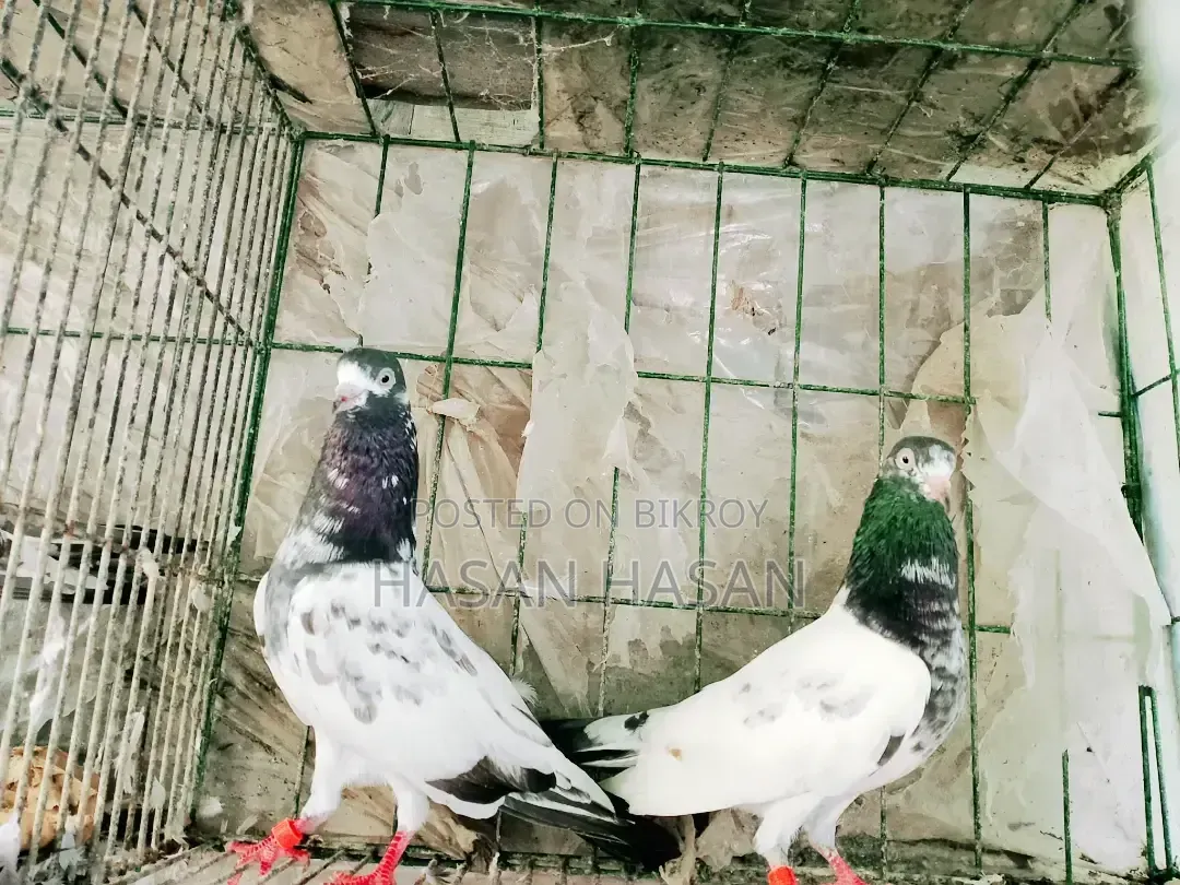 Teddy Pigeon