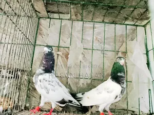 Teddy Pigeon