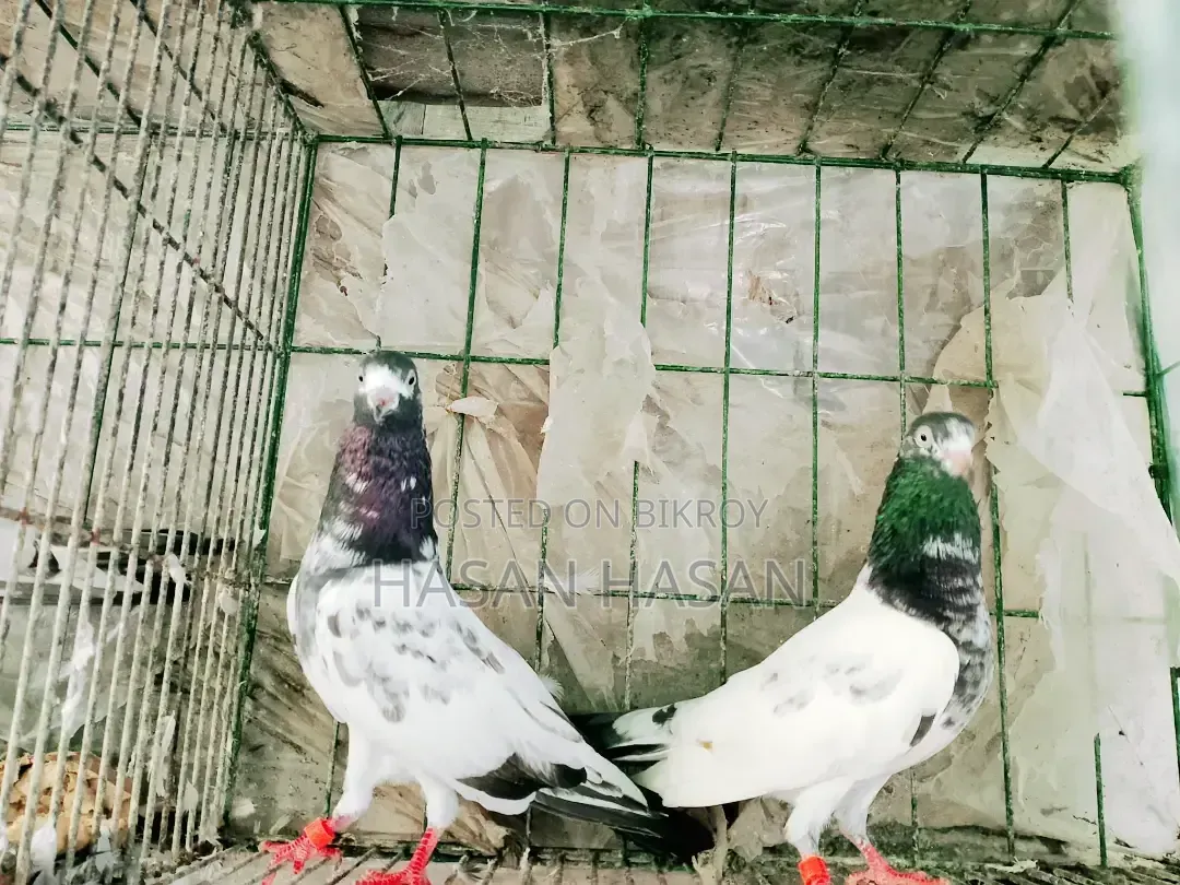 Teddy Pigeon
