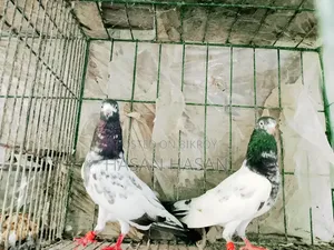 Teddy Pigeon