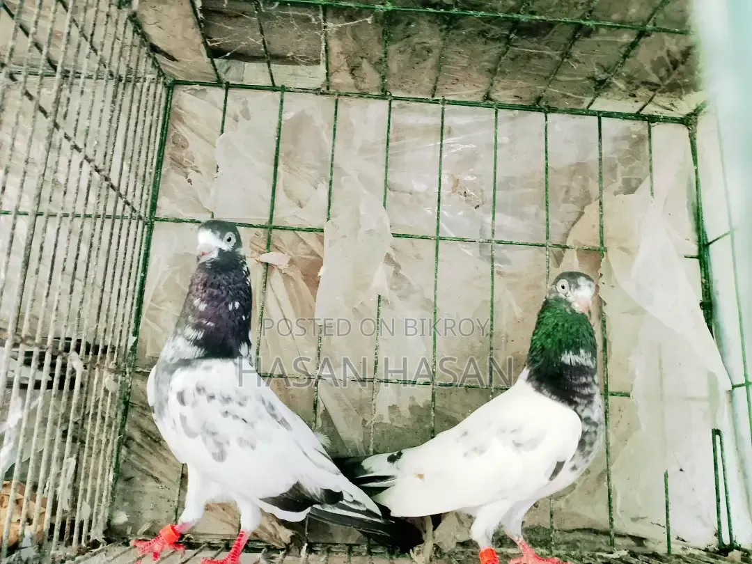 Teddy Pigeon