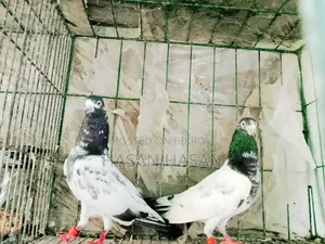 Teddy Pigeon