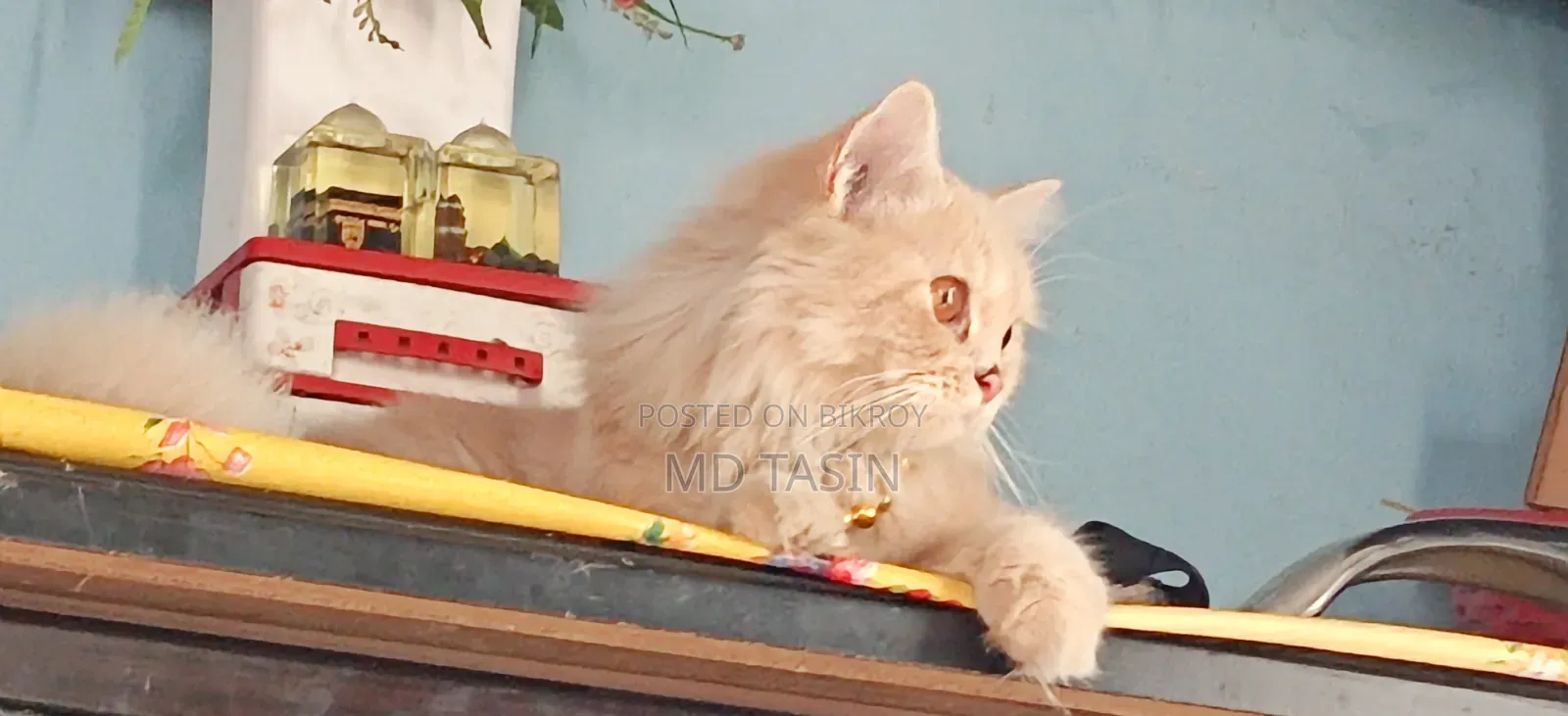 6-12 Months Female Purebred Persian Cat