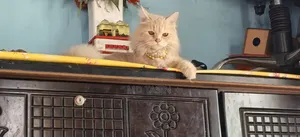 6-12 Months Female Purebred Persian Cat