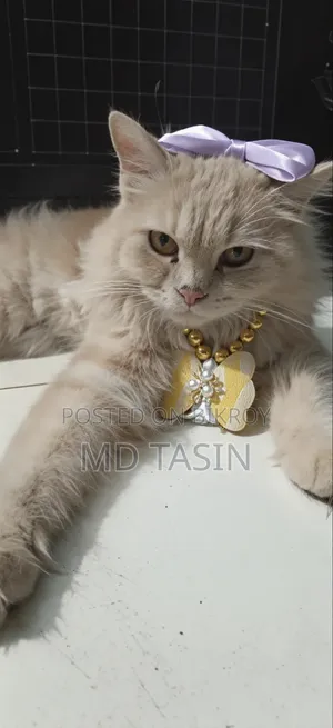 6-12 Months Female Purebred Persian Cat