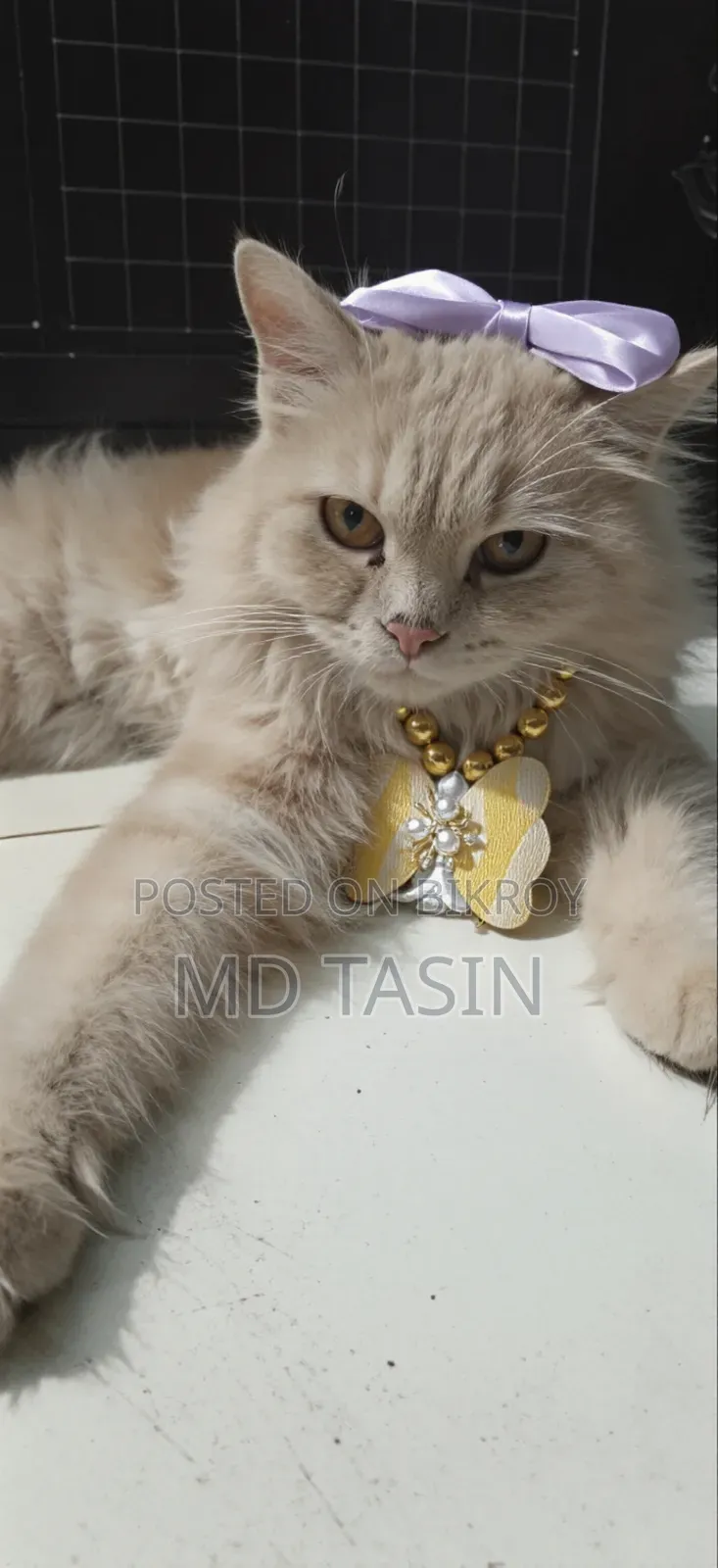 6-12 Months Female Purebred Persian Cat