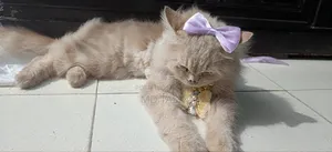 6-12 Months Female Purebred Persian Cat