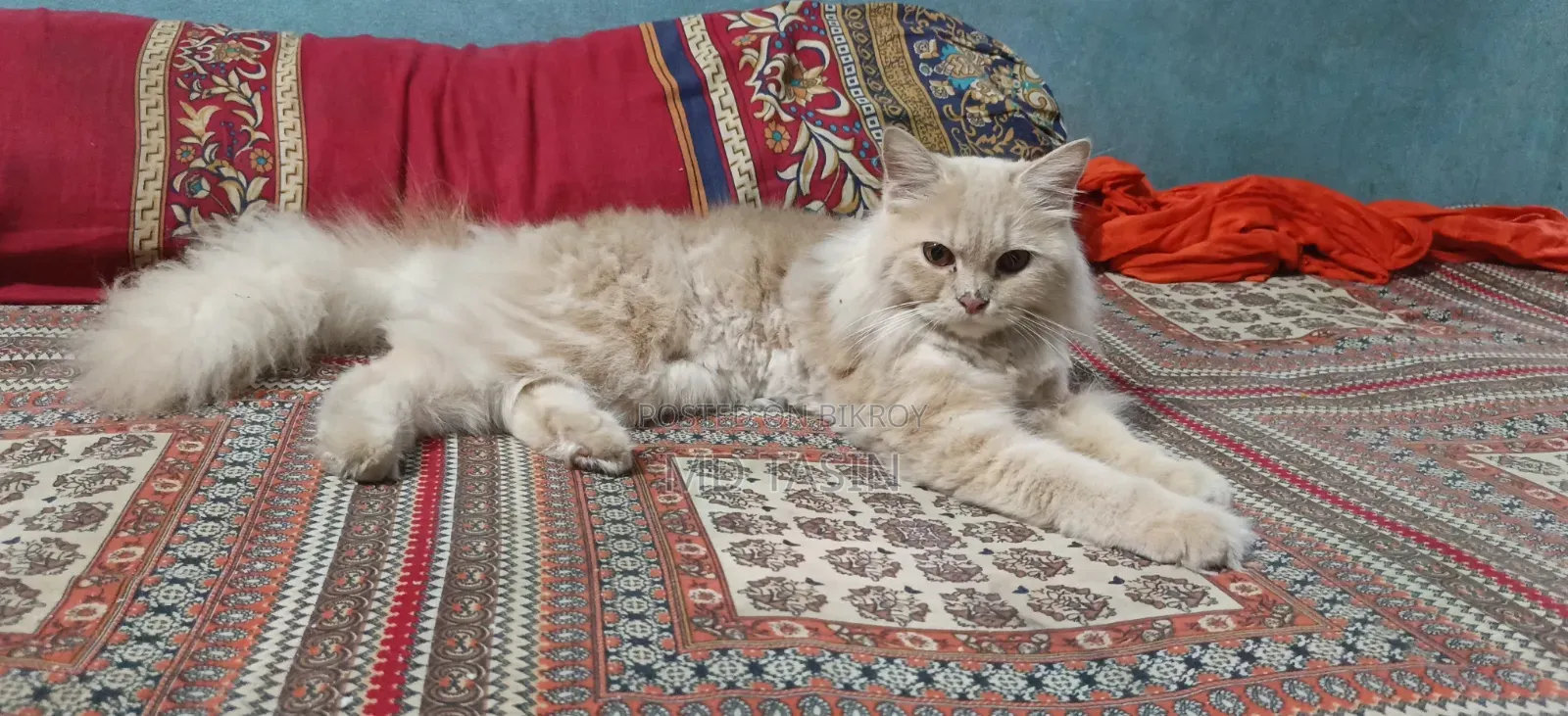 6-12 Months Female Purebred Persian Cat