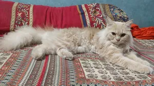6-12 Months Female Purebred Persian Cat